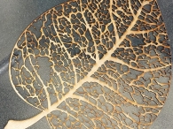 leaf skeleton