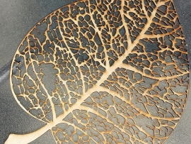 leaf skeleton